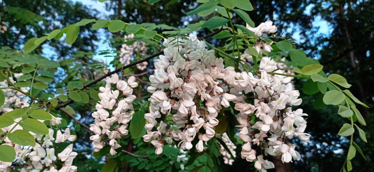 nalewka akacjowa 3